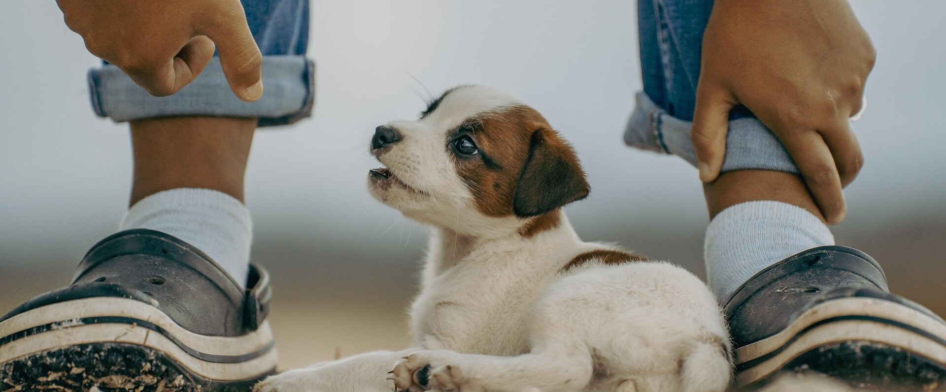 A small brown and white puppy gazing up at a person sitting with their legs crossed.