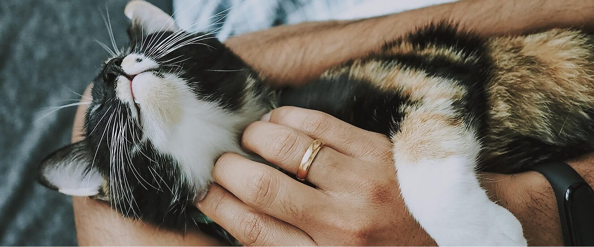 A relaxed calico cat being cradled in a person's arms, enjoying a gentle scratch under the chin.