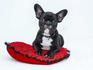 Bull Dog