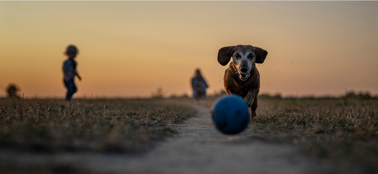 Dachshund running towards a blue ball on a dirt path at sunset, with blurred children in the background