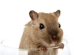 Hamsters