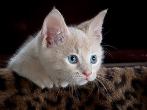 Kitten