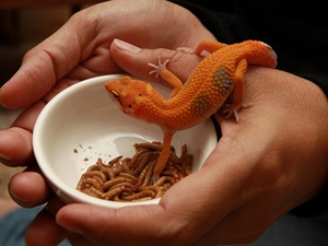 Lizards